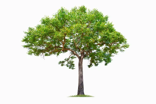 Isolierter Großer Baum Auf Weißem Hintergrund Tropische Bäume Isoliert Für — Stockfoto