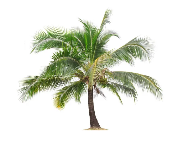 Isolerade Stora Kokosnöt Träd Vit Background Large Coconut Träd Databasen — Stockfoto