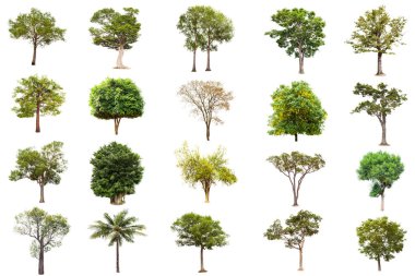 Beyaz arka planda, ağaçlar topluluğu izole büyük ağaç. Büyük ağaçlar Botanik Bahçesi örgüt elemanları doğanın tasarımı için kullanılan Asya Tayland, izole tropikal ağaçlar veritabanı,