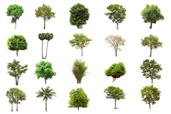孤立的大树在白色背景 树的汇集 大型树木数据库泰国亚洲自然的植物园组织元素 被隔离的热带树木用于设计 — 图库照片