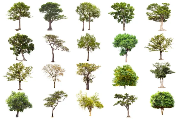 Isoliert Großer Baum Auf Weißem Hintergrund Die Sammlung Von Baum — Stockfoto