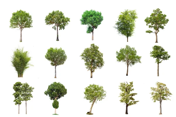 孤立的大树在白色背景 树的汇集 大型树木数据库泰国亚洲自然的植物园组织元素 被隔离的热带树木用于设计 — 图库照片