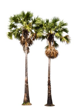 izole büyük palmiye ağacı üzerinde beyaz Background.Large palmiye ağaçları veritabanı Botanik Bahçesi organizasyon öğeleri doğanın için tasarım, kullanılan Asya Tayland, izole tropikal ağaçlar reklam 
