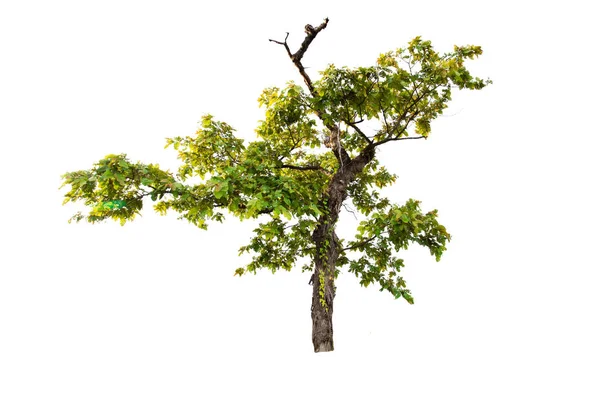 Pohon Besar Terisolasi White Background Pohon Tropis Terisolasi Digunakan Untuk — Stok Foto