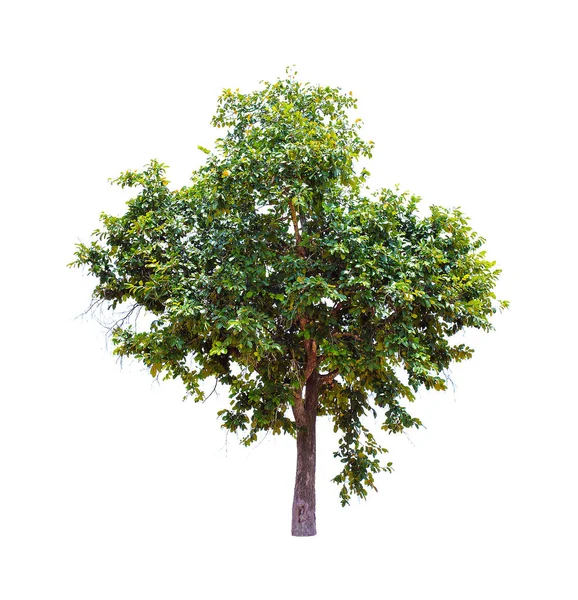 Izolované Velký Strom Bílém Pozadí Izolované Tropické Stromy Používané Pro — Stock fotografie