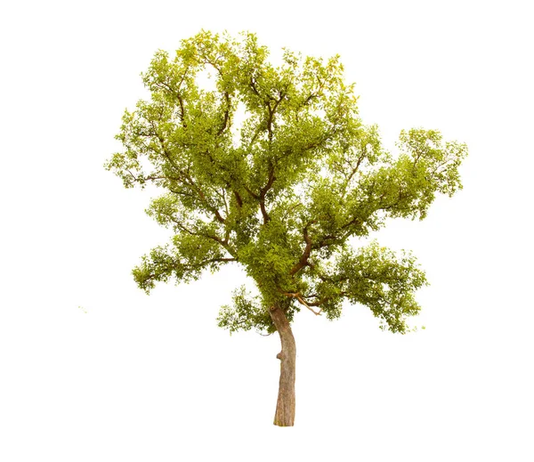 Izolované Velký Strom Bílém Pozadí Izolované Tropické Stromy Používané Pro — Stock fotografie