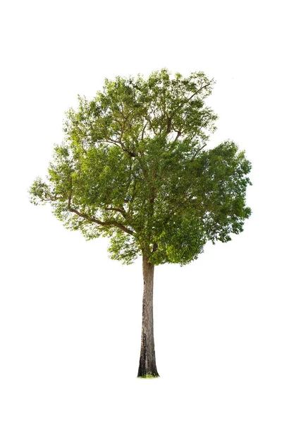 Beyaz Arkaplan 'da izole edilmiş büyük bir ağaç. Tasarım, reklam ve mimari için kullanılan tropikal ağaçlar