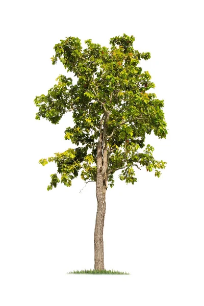 Απομονωμένο Μεγάλο Δέντρο Λευκό Φόντο Τροπικά Δέντρα Απομονωμένα Που Χρησιμοποιούνται — Φωτογραφία Αρχείου