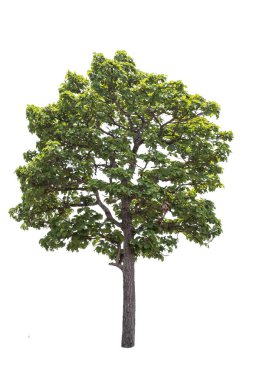 Beyaz Arkaplan 'da izole edilmiş büyük bir ağaç. Tasarım, reklam ve mimari için kullanılan tropikal ağaçlar