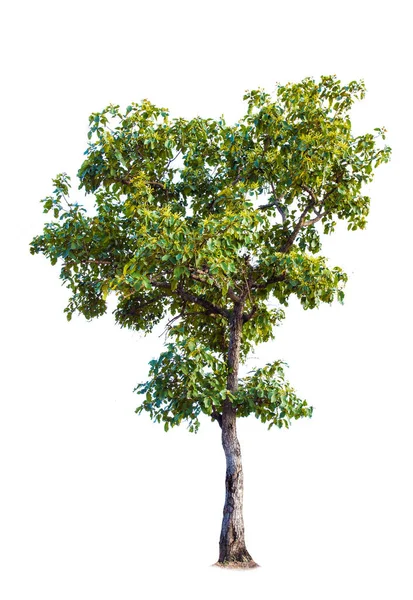 Beyaz Arkaplan 'da izole edilmiş büyük bir ağaç. Tasarım, reklam ve mimari için kullanılan tropikal ağaçlar