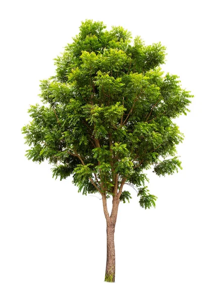 Odizolowane Duże Drzewo Białym Tle Drzewa Tropikalne Odizolowane Wykorzystywane Projektowania — Zdjęcie stockowe