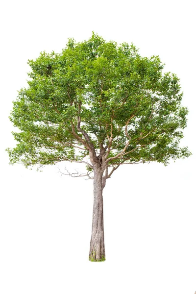 Árbol Grande Aislado Sobre Fondo Blanco Árboles Tropicales Aislados Utilizados —  Fotos de Stock