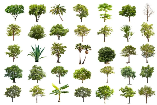 Izolované Velký Strom Bílém Pozadí Sbírka Stromů Velké Stromy Databáze — Stock fotografie