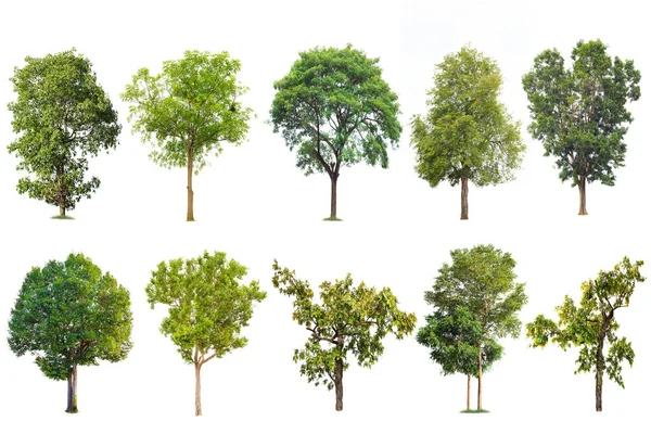 Beyaz arka planda, ağaçlar topluluğu izole büyük ağaç. Büyük ağaçlar Botanik Bahçesi örgüt elemanları doğanın tasarımı için kullanılan Asya Tayland, izole tropikal ağaçlar veritabanı,