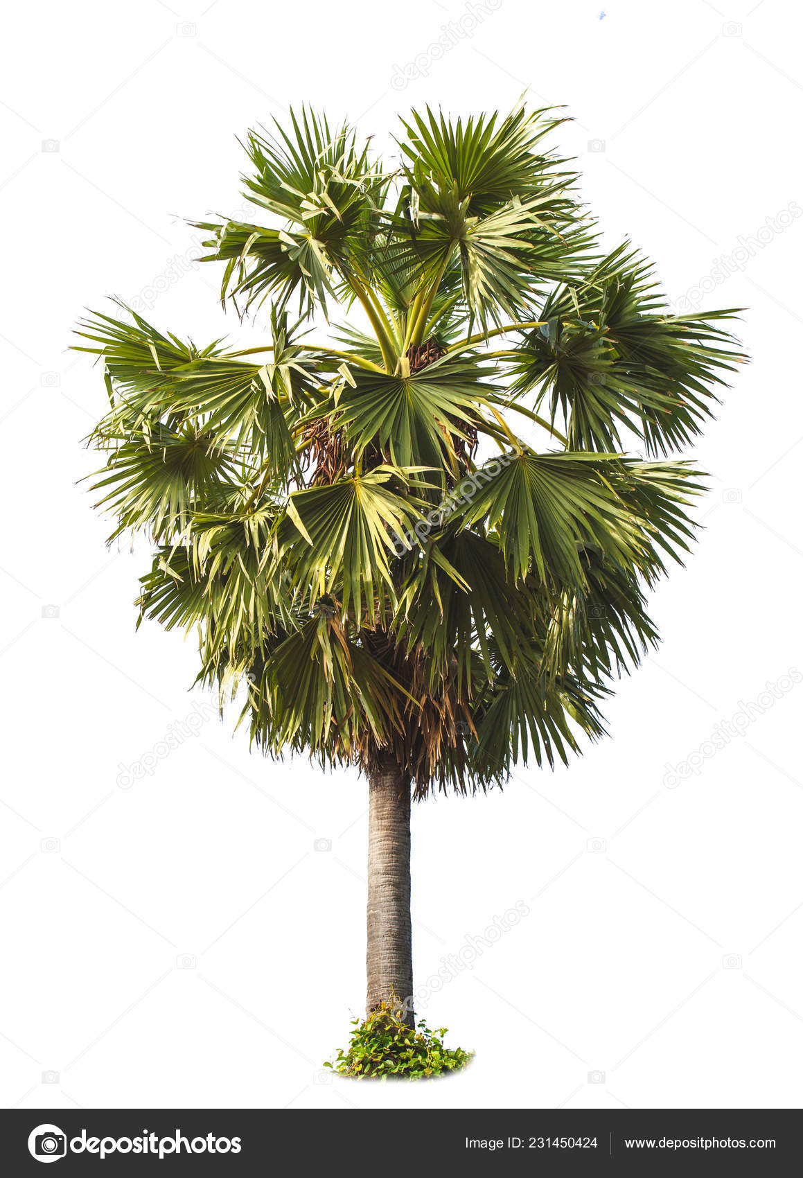 Image result for trees against white background