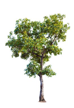 Beyaz Arkaplan 'da izole edilmiş büyük bir ağaç. Tasarım, reklam ve mimari için kullanılan tropikal ağaçlar