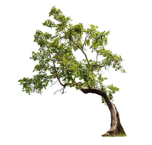 Odizolowane Duże Drzewo Białym Tle Drzewa Tropikalne Odizolowane Wykorzystywane Projektowania — Zdjęcie stockowe