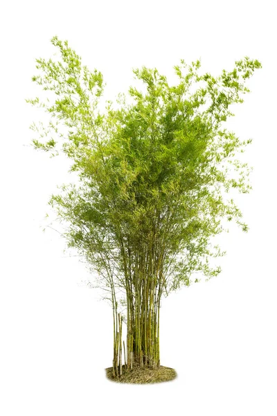 Απομονωμένη Μπαμπού Μεγάλο Δέντρο Λευκό Background Large Καρύδα Δέντρα Στοιχεία — Φωτογραφία Αρχείου