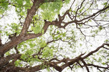 Beyaz Arkaplan 'da izole edilmiş büyük bir ağaç. Tasarım, reklam ve mimari için kullanılan tropikal ağaçlar