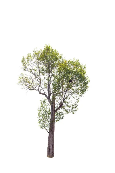 Изолированное Большое Дерево Белом Фоне Тропические Деревья Используемые Дизайна Рекламы — стоковое фото