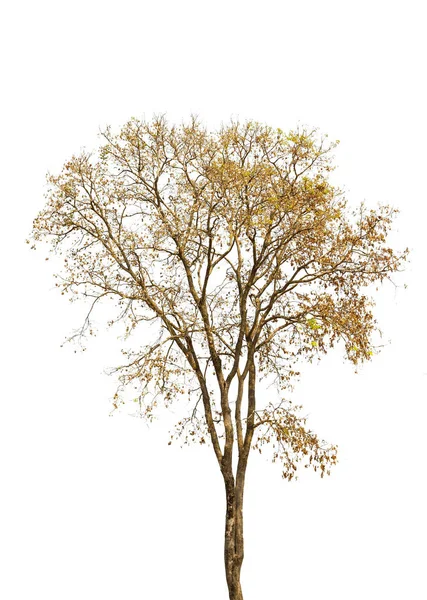 Isolierter Großer Baum Auf Weißem Hintergrund Tropische Bäume Isoliert Für — Stockfoto