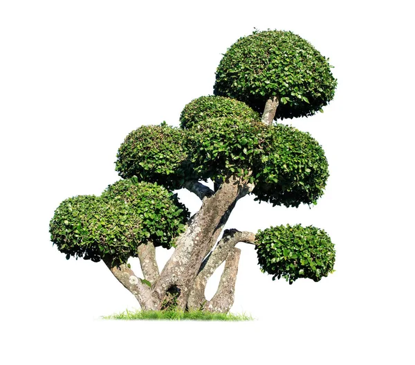 Tako Δέντρα Κάμψης Απομονωμένο Δέντρο Λευκό Φόντο Κάμψη Δέντρα Βάσης — Φωτογραφία Αρχείου
