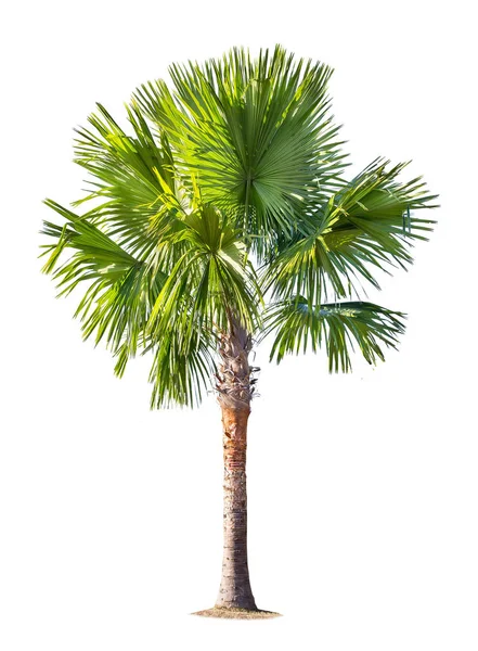 Izolovaná Velká Palma Bílém Background Large Palm Stromy Databáze Botanická — Stock fotografie
