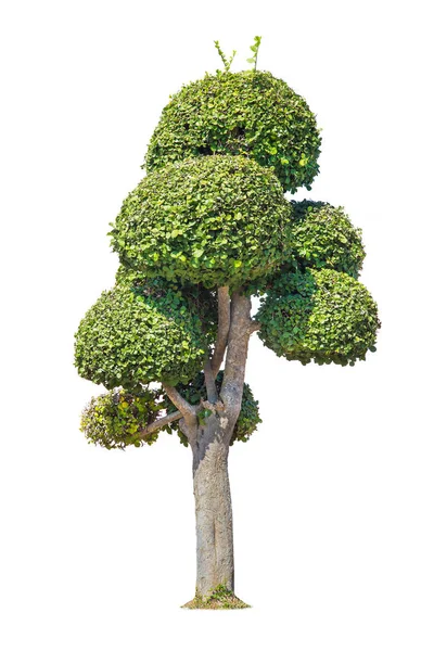 힘입니다 배경에 데이터베이스 식물원 나무에서에서 자연의 디자인에 — 스톡 사진