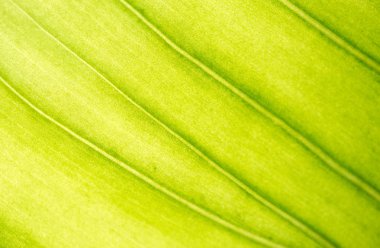 Yeşil yaprakları arka plan. Yaprak yeşil doku Pütürlü yüzeyi bırakır yığılmış