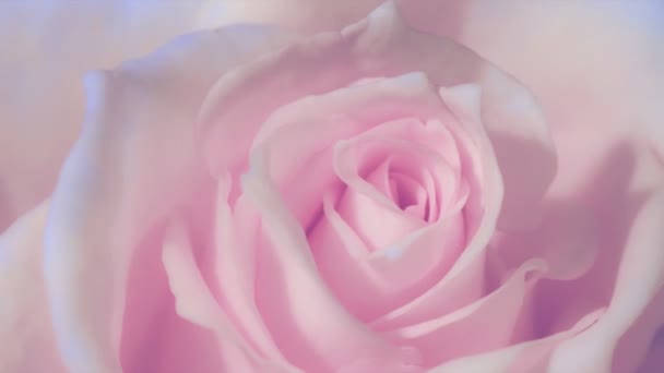 Timelapse Primo Piano Apertura Rosa Rose Rose Rosa Fiore Bella — Video Stock