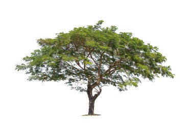 Beyaz Arkaplan 'da izole edilmiş büyük bir ağaç. Tasarım, reklam ve mimari için kullanılan tropikal ağaçlar