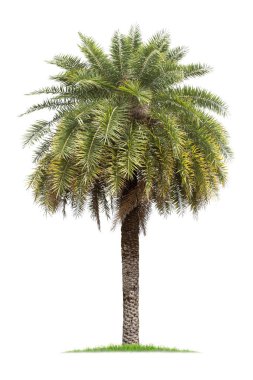   izole büyük palmiye ağacı üzerinde beyaz Background.Large palmiye ağaçları veritabanı Botanik Bahçesi kuruluş unsurları Asya Tayland doğada,