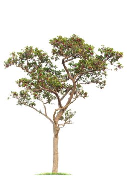 Beyaz Arkaplan 'da izole edilmiş büyük bir ağaç. Tasarım, reklam ve mimari için kullanılan tropikal ağaçlar