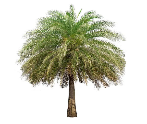 Izole Büyük Palmiye Ağacı Üzerinde Beyaz Background Large Palmiye Ağaçları — Stok fotoğraf