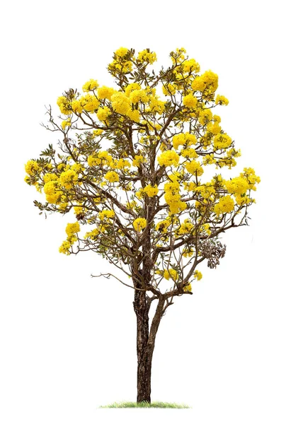  Beyaz Arkaplan 'da izole edilmiş büyük bir ağaç. Tasarım, reklam ve mimari için kullanılan tropikal ağaçlar