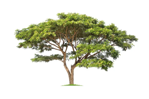 Απομονωμένο Μεγάλο Δέντρο Λευκό Φόντο Τροπικά Δέντρα Απομονωμένα Που Χρησιμοποιούνται — Φωτογραφία Αρχείου