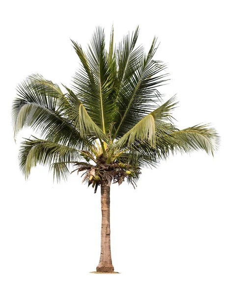 화이트 Background Large 코코넛에 코코넛 데이터베이스 식물원 성격의 아시아 나무에서에서 — 스톡 사진