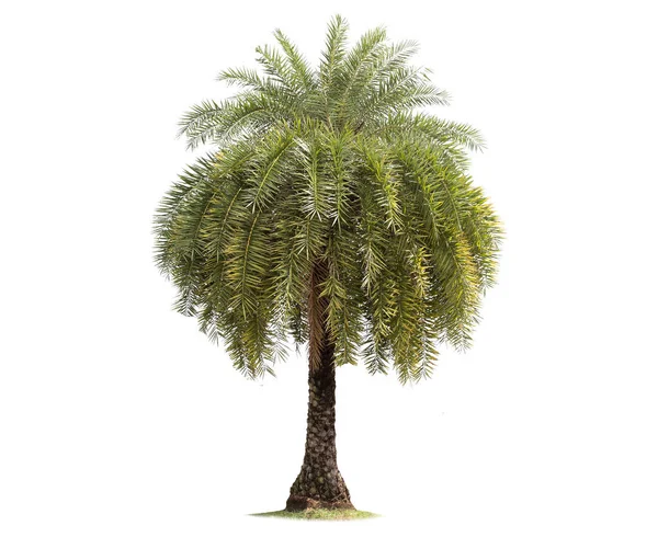 Izole Büyük Palmiye Ağacı Üzerinde Beyaz Background Large Palmiye Ağaçları — Stok fotoğraf