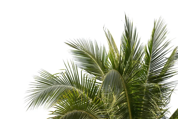 isolated big coconut tree on White Background.Large coconut trees database Botanical garden organization elements of Asian nature in Thailand, tropical trees isolated used for design, advertising