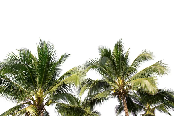 isolated big coconut tree on White Background.Large coconut trees database Botanical garden organization elements of Asian nature in Thailand, tropical trees isolated used for design, advertising