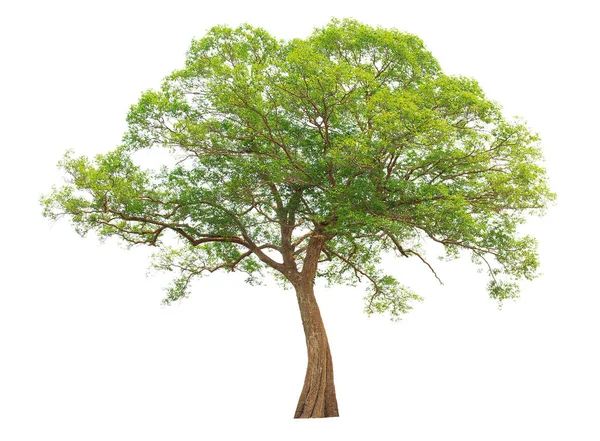 Geïsoleerde Grote Boom Witte Achtergrond Tropische Bomen Geïsoleerd Voor Ontwerp — Stockfoto