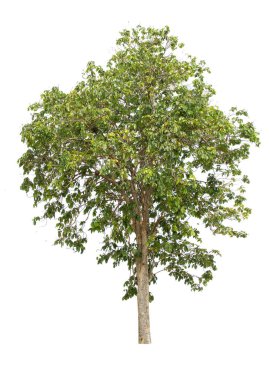  beyaz arkaplanda izole edilmiş büyük ağaç. 