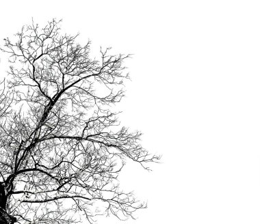 Ölü beyaz arka plan üzerinde izole tek eski büyük ve ölü ağaç.