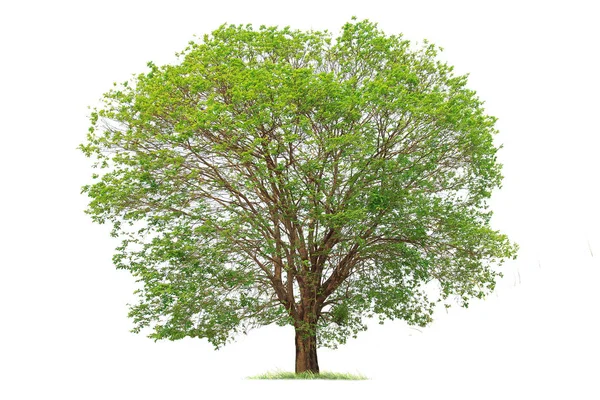 Isolierter großer Baum auf weißem Hintergrund. — Stockfoto