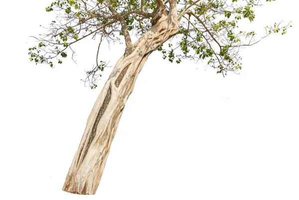 하얀 배경에 고립되어 있는 큰 나무. — 스톡 사진