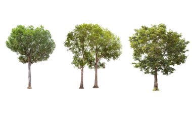 Beyaz arka planda izole büyük ağaç, ağaçlar koleksiyonu.