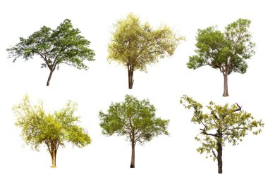 Beyaz arka planda izole büyük ağaç, ağaçlar koleksiyonu.