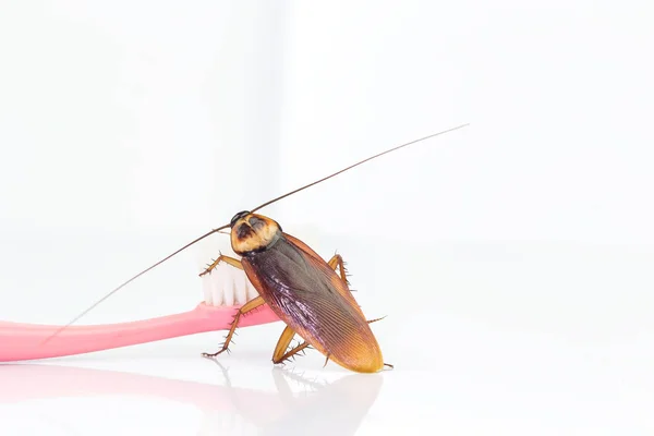 Kakkerlakken zijn op de tandenborstel in de badkamer, — Stockfoto