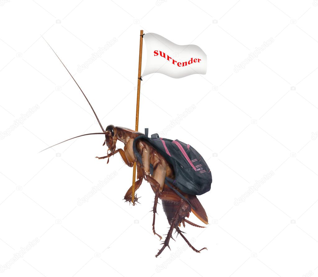 Cockroaches carry the flag, surrender, walk out of the house.