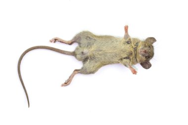 Ölü fare (Mouse), beyaz arka plan üzerinde izole. 